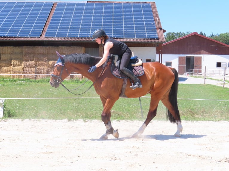 Bavarian Warmblood Gelding 10 years 16.2 hh Brown in Altötting