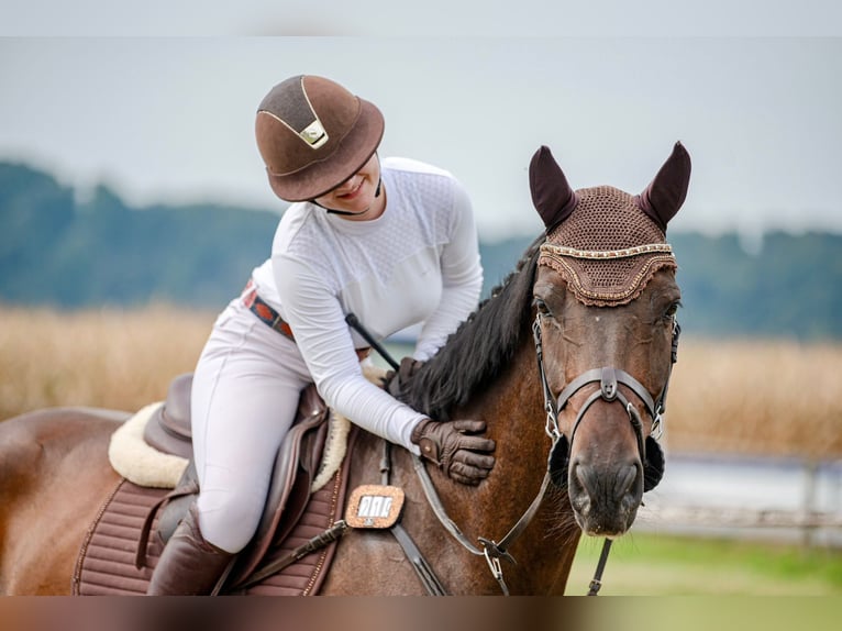 Bavarian Warmblood Gelding 10 years 16 hh Brown in Kastl