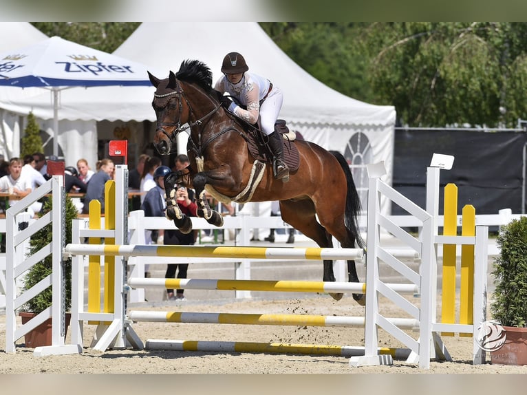 Bavarian Warmblood Gelding 10 years 16 hh Brown in Kastl