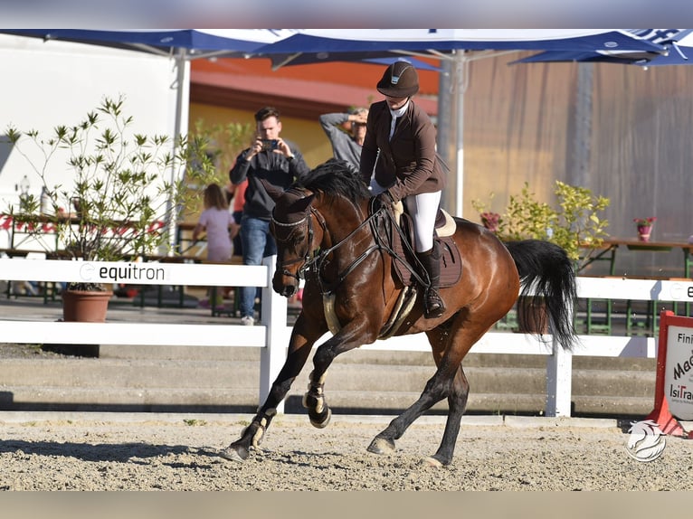 Bavarian Warmblood Gelding 10 years 16 hh Brown in Kastl