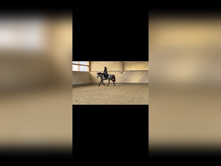 Bavarian Warmblood Gelding 10 years 16,2 hh Grey-Dapple in Tuntenhausen
