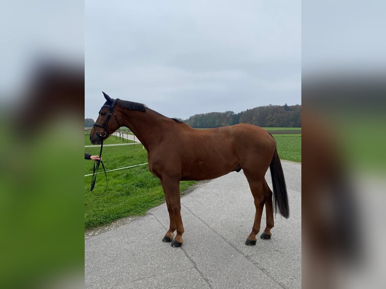 Bavarian Warmblood Gelding 10 years 17,1 hh Chestnut-Red in Marktl am Inn