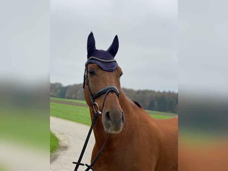 Bavarian Warmblood Gelding 10 years 17,1 hh Chestnut-Red in Marktl am Inn