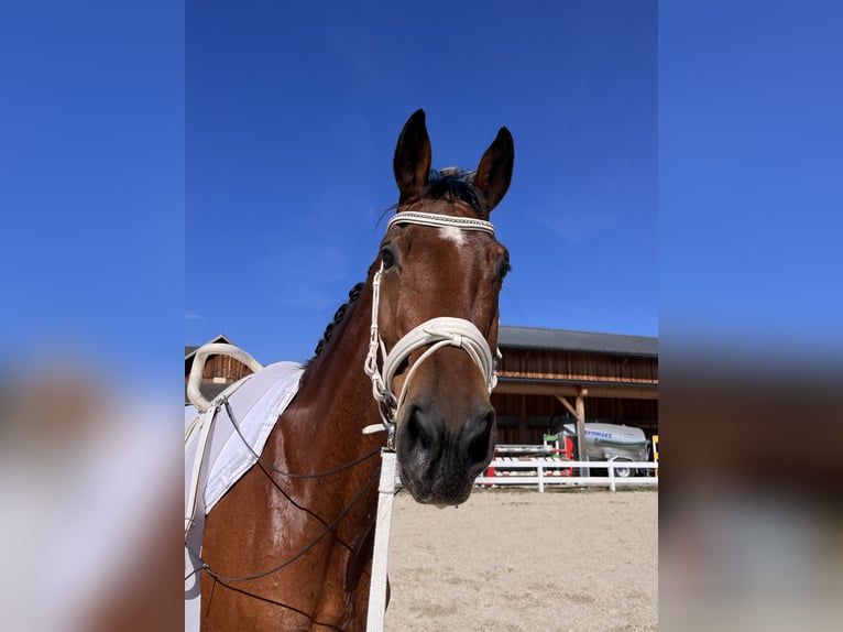 Bavarian Warmblood Gelding 10 years 17.2 hh Brown in Wals