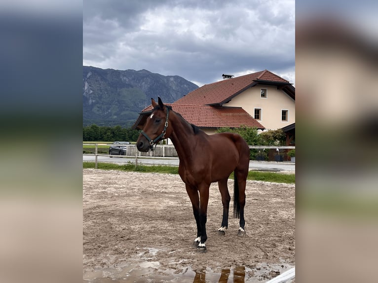 Bavarian Warmblood Gelding 10 years 17.2 hh Brown in Wals