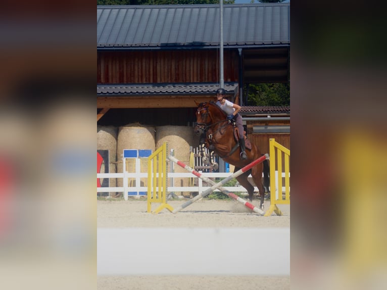 Bavarian Warmblood Gelding 10 years 17.2 hh Brown in Wals