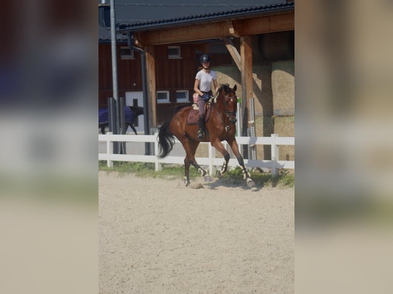 Bavarian Warmblood Gelding 10 years 17.2 hh Brown in Wals
