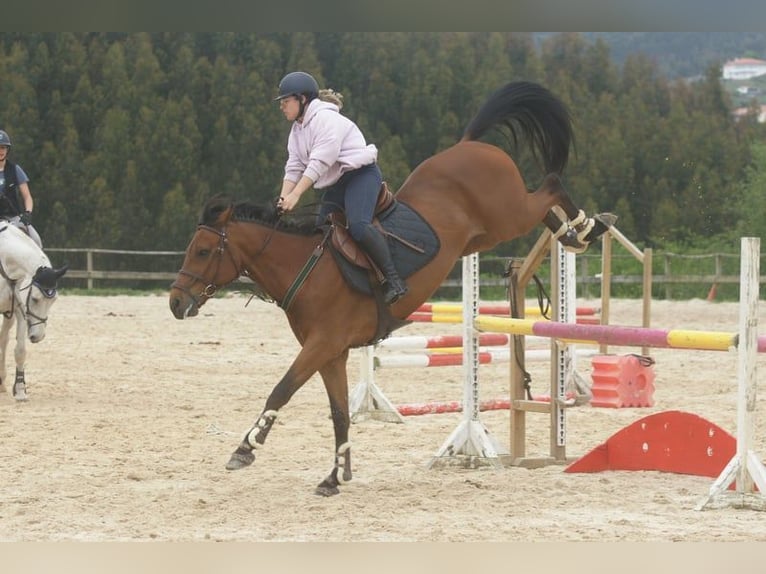 Bavarian Warmblood Gelding 11 years 16 hh Brown in Abegondo