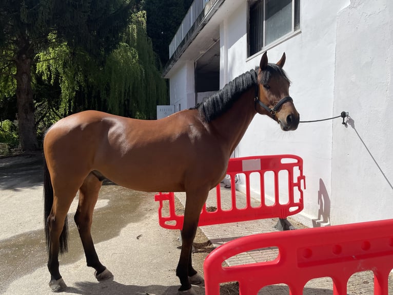 Bavarian Warmblood Gelding 11 years 16 hh Brown in Abegondo