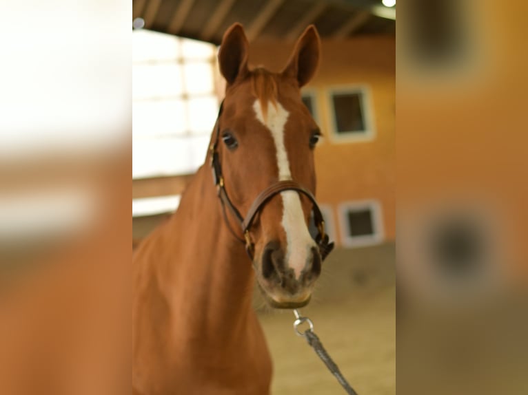 Bavarian Warmblood Gelding 11 years 16 hh Chestnut-Red in Geilenkirchen Bavarian Warmblood Gelding 11 years 16 hh Chestnut-Red in Geilenkirchen