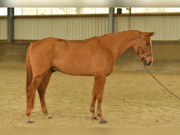 Bavarian Warmblood Gelding 11 years 16 hh Chestnut-Red in Geilenkirchen Bavarian Warmblood Gelding 11 years 16 hh Chestnut-Red in Geilenkirchen