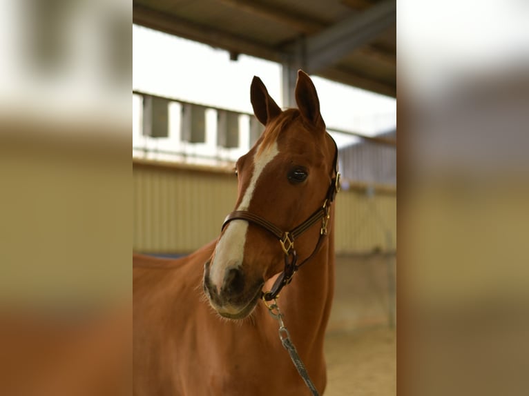 Bavarian Warmblood Gelding 11 years 16 hh Chestnut-Red in Geilenkirchen Bavarian Warmblood Gelding 11 years 16 hh Chestnut-Red in Geilenkirchen