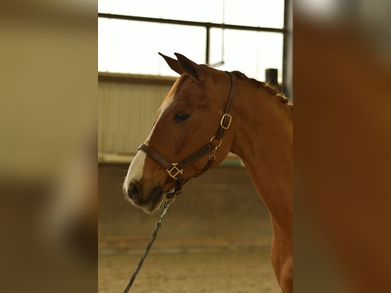 Bavarian Warmblood Gelding 11 years 16 hh Chestnut-Red in Geilenkirchen Bavarian Warmblood Gelding 11 years 16 hh Chestnut-Red in Geilenkirchen