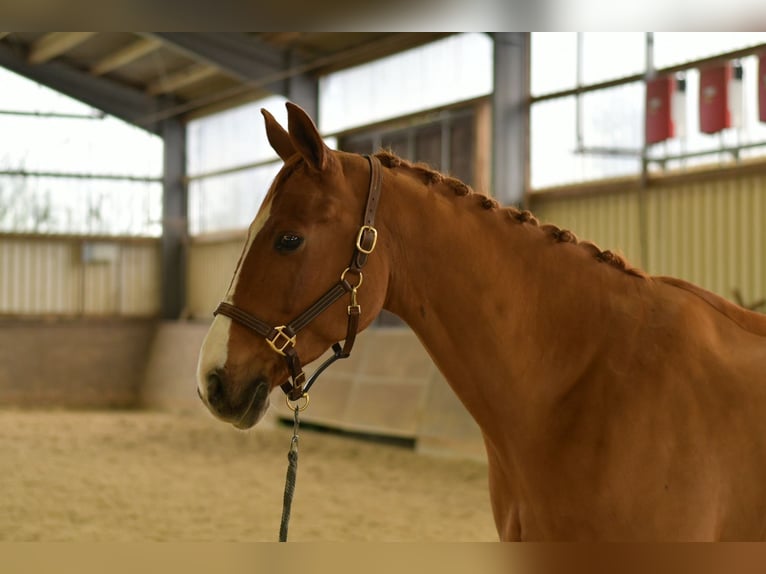 Bavarian Warmblood Gelding 11 years 16 hh Chestnut-Red in Geilenkirchen Bavarian Warmblood Gelding 11 years 16 hh Chestnut-Red in Geilenkirchen