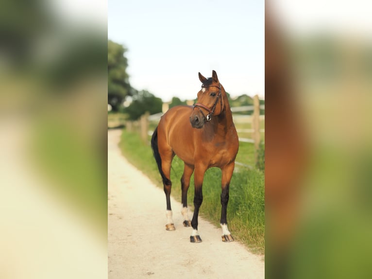 Bavarian Warmblood Gelding 11 years 17 hh Brown in Ehingen an der Donau