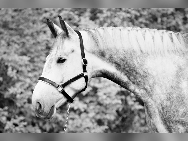 Bavarian Warmblood Gelding 11 years 18 hh Gray-Dapple in Griesstätt