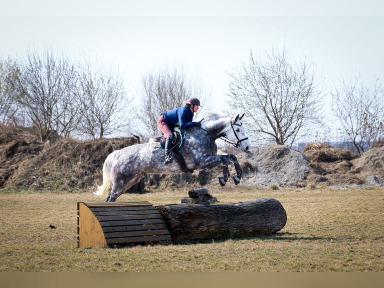 Bavarian Warmblood Gelding 11 years 18 hh Gray-Dapple in Griesstätt