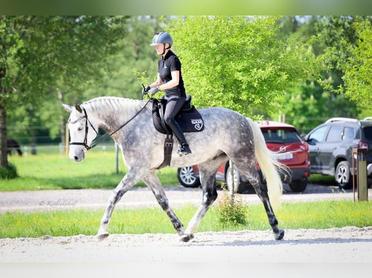 Bavarian Warmblood Gelding 11 years 18 hh Gray in Rott am Inn