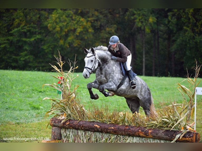 Bavarian Warmblood Gelding 11 years 18 hh Gray in Rott am Inn