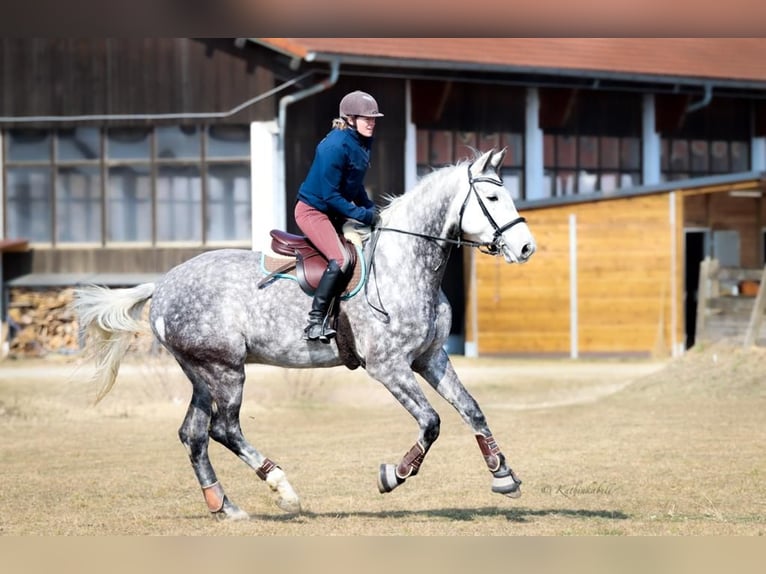 Bavarian Warmblood Gelding 11 years 18 hh Gray in Rott am Inn