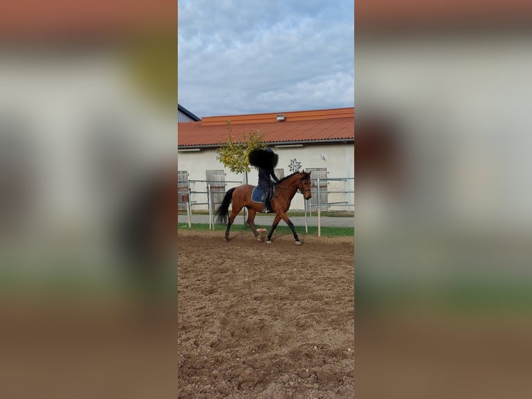 Bavarian Warmblood Gelding 12 years 15,3 hh Brown in Heßdorf