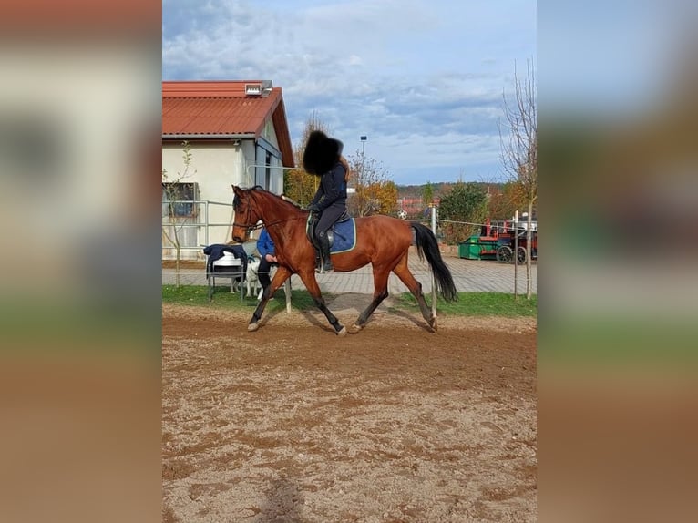 Bavarian Warmblood Gelding 12 years 15,3 hh Brown in Heßdorf