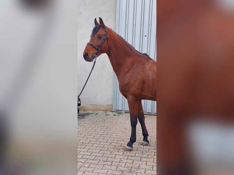 Bavarian Warmblood Gelding 12 years 15,3 hh Brown in Heßdorf