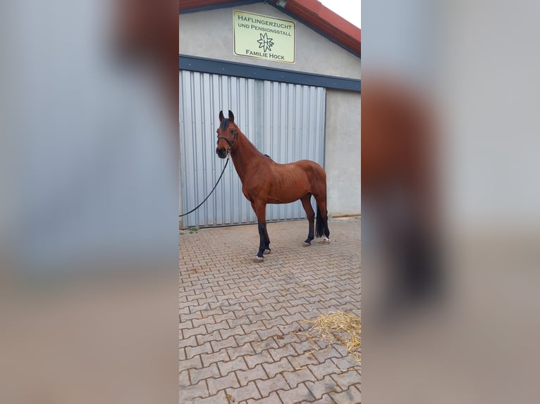 Bavarian Warmblood Gelding 12 years 15,3 hh Brown in Heßdorf