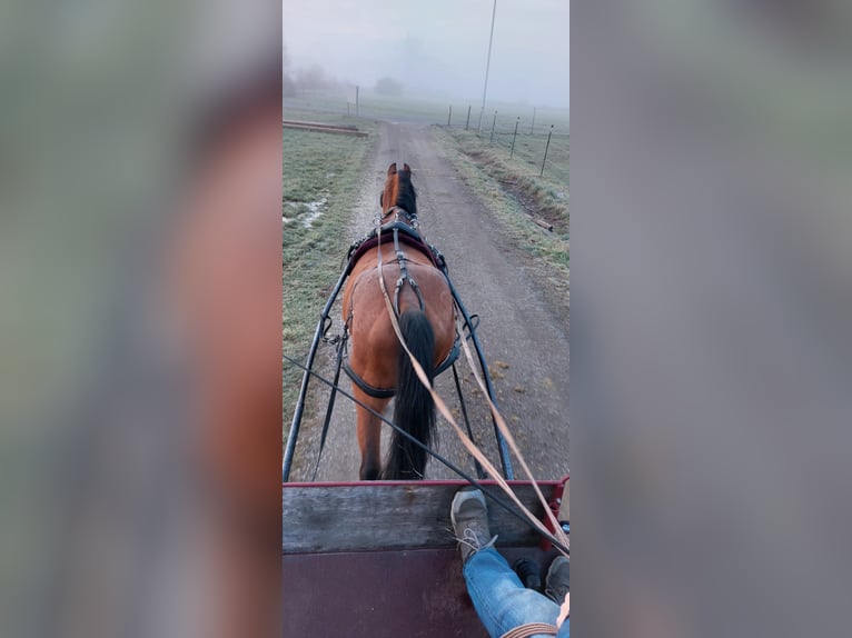 Bavarian Warmblood Gelding 12 years 15,3 hh Brown in Heßdorf