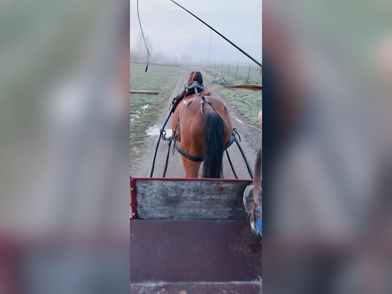 Bavarian Warmblood Gelding 12 years 15,3 hh Brown in Heßdorf