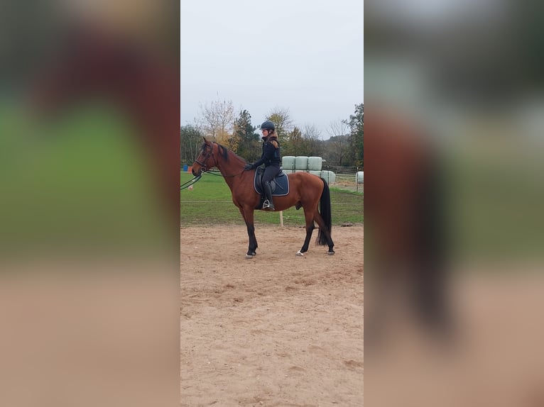 Bavarian Warmblood Gelding 12 years 15,3 hh Brown in Heßdorf