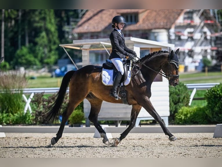 Bavarian Warmblood Gelding 12 years 16,1 hh Bay-Dark in Lottstetten