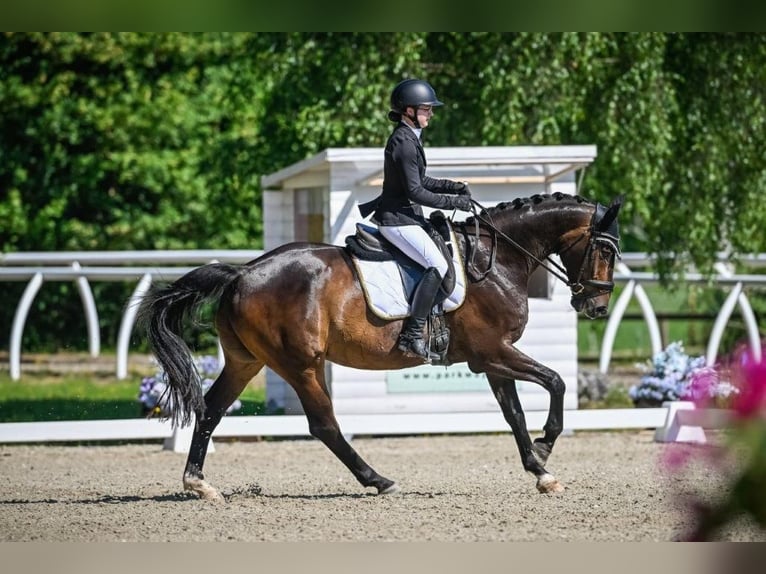 Bavarian Warmblood Gelding 12 years 16,1 hh Bay-Dark in Lottstetten