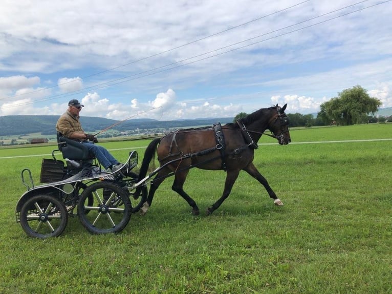 Bavarian Warmblood Gelding 12 years 16,1 hh Bay-Dark in Lottstetten