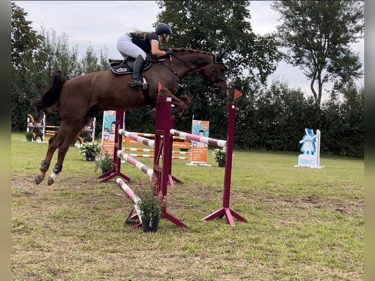 Bavarian Warmblood Gelding 12 years 16,3 hh Chestnut in Bad Schwartau