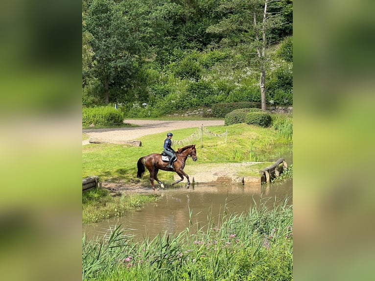 Bavarian Warmblood Gelding 12 years 16,3 hh Chestnut in Bad Schwartau