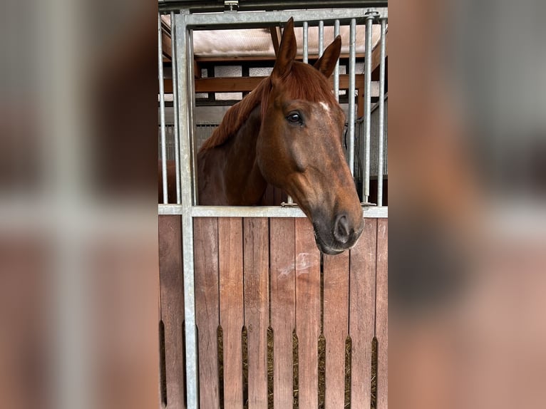 Bavarian Warmblood Gelding 12 years 16,3 hh Chestnut in Bad Schwartau