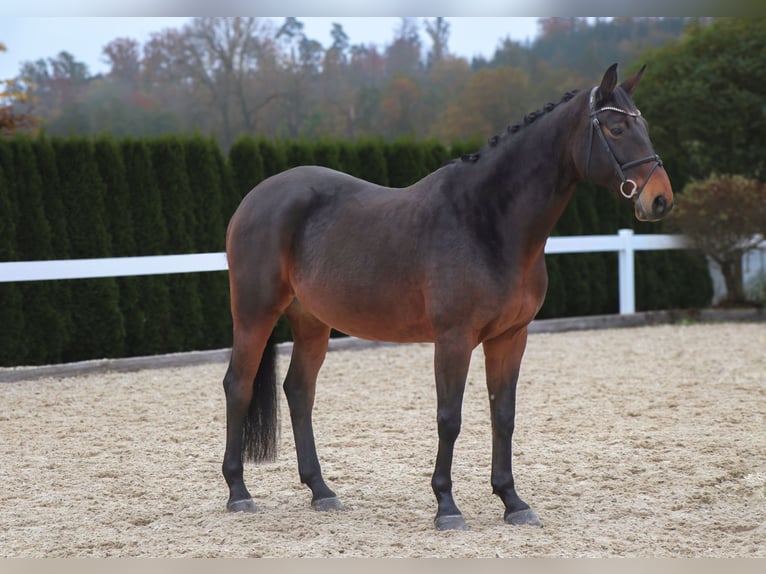 Bavarian Warmblood Gelding 12 years 16 hh Bay-Dark in Schwäbisch Hall