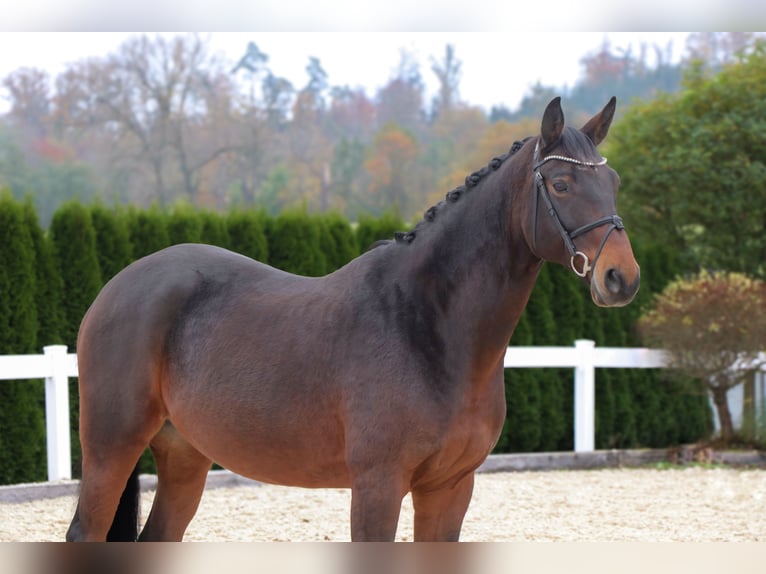 Bavarian Warmblood Gelding 12 years 16 hh Bay-Dark in Schwäbisch Hall