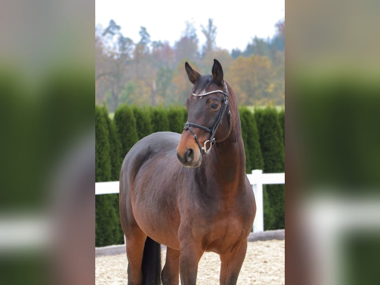 Bavarian Warmblood Gelding 12 years 16 hh Bay-Dark in Schwäbisch Hall