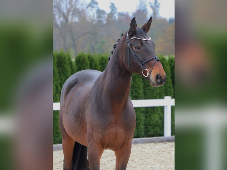 Bavarian Warmblood Gelding 12 years 16 hh Bay-Dark in Schwäbisch Hall