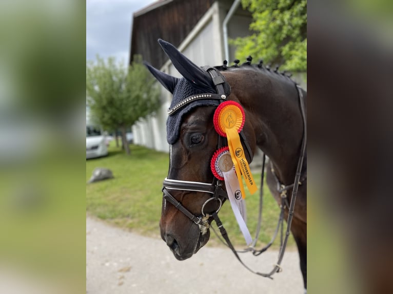 Bavarian Warmblood Gelding 12 years 16 hh Bay-Dark in Marktl