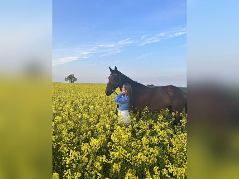 Bavarian Warmblood Gelding 12 years 16,2 hh Brown in Strande