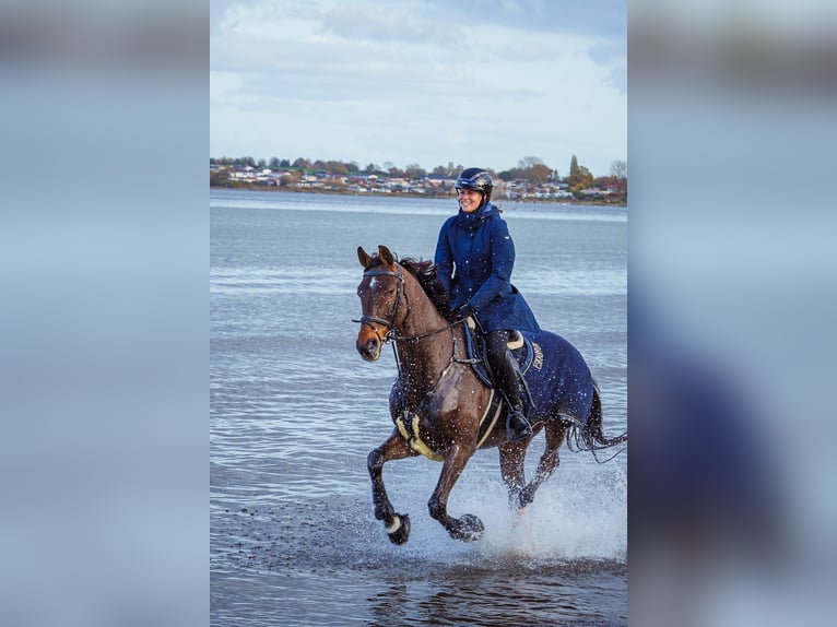 Bavarian Warmblood Gelding 12 years 16,2 hh Brown in Ahrensb&#xF6;k
