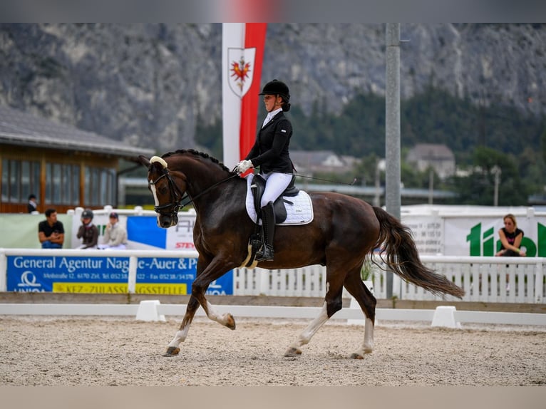Bavarian Warmblood Gelding 12 years 17 hh Chestnut in Afling