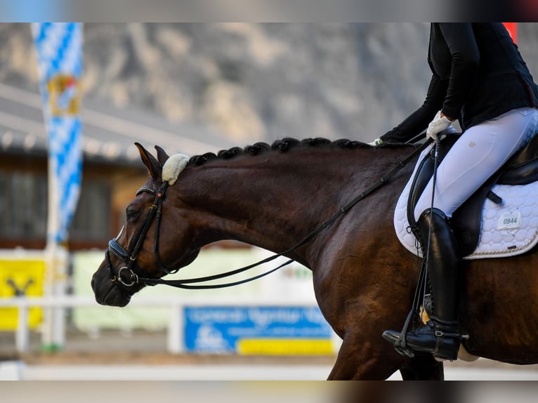 Bavarian Warmblood Gelding 12 years 17 hh Chestnut in Afling