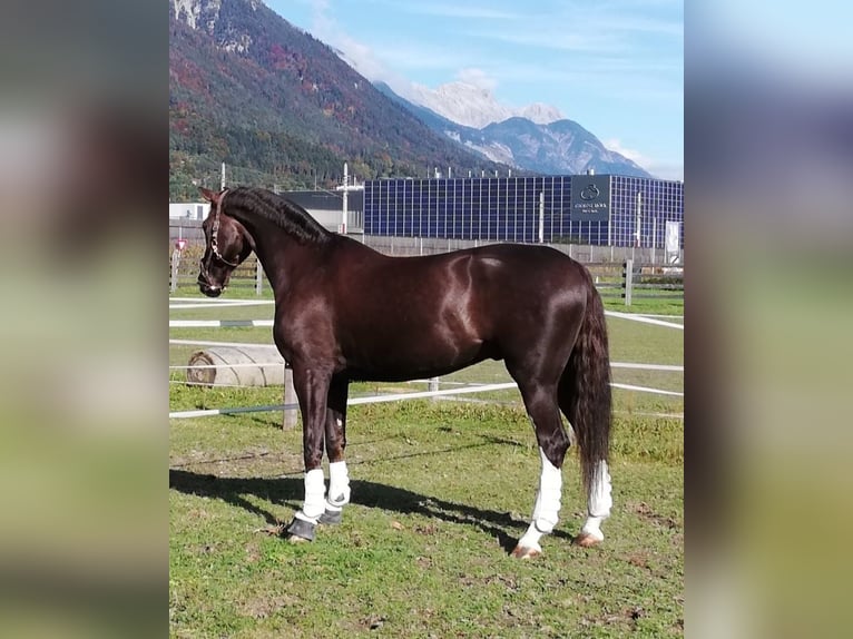 Bavarian Warmblood Gelding 12 years 17 hh Chestnut in Afling