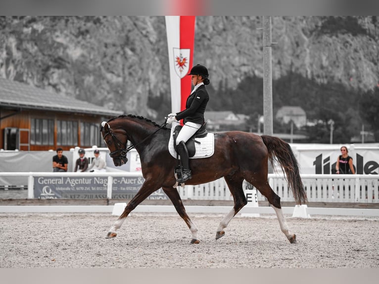 Bavarian Warmblood Gelding 12 years 17 hh Chestnut in Afling