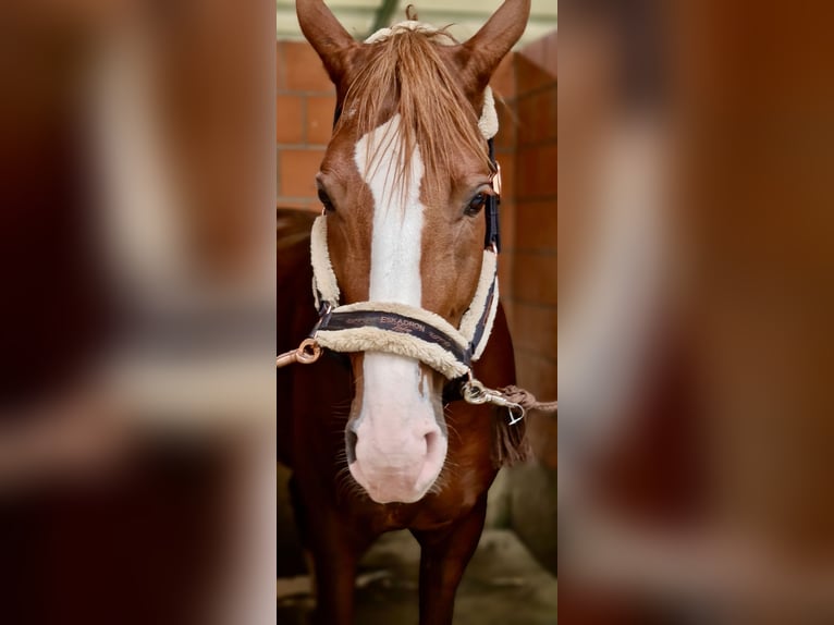 Bavarian Warmblood Gelding 12 years 17 hh Chestnut in Hausen