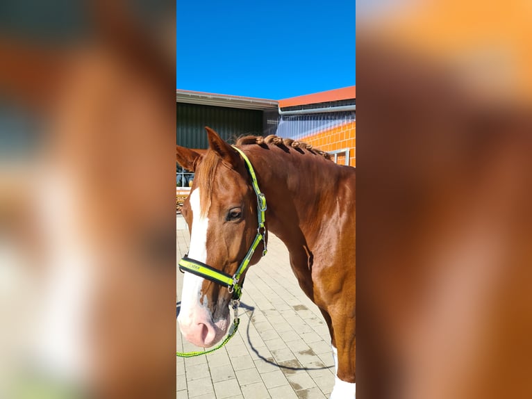 Bavarian Warmblood Gelding 12 years 17 hh Chestnut in Hausen